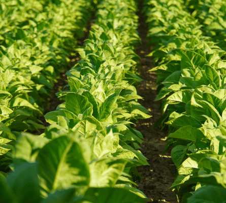 cultYvate’s fully automated irrigation system helped Andra Pradesh Tobacco farmers earn 43000/- more …