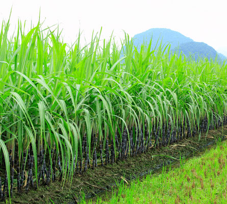 cultYvate’s SMART Irrigation Automation enabled Maharashtra’s sugarcane increase yield and reduce labour